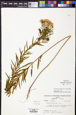 Euthamia leptocephala image