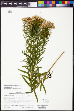 Euthamia leptocephala image