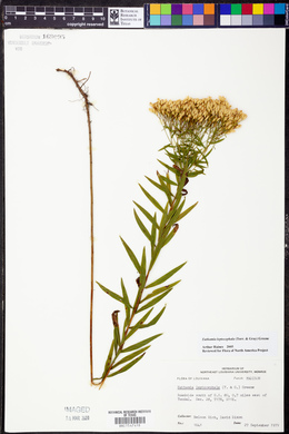 Euthamia leptocephala image