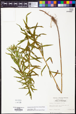 Euthamia leptocephala image