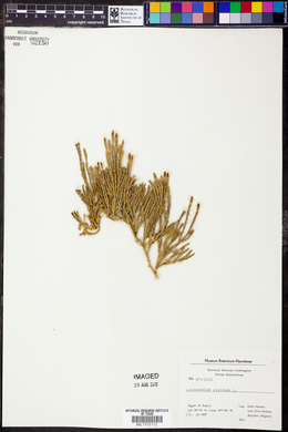 Lycopodium alpinum image