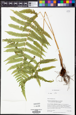 Thelypteris hispidula image