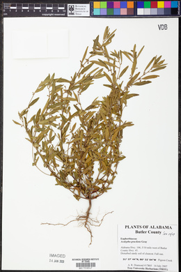 Acalypha gracilens image