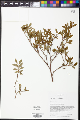 Ditrysinia fruticosa image