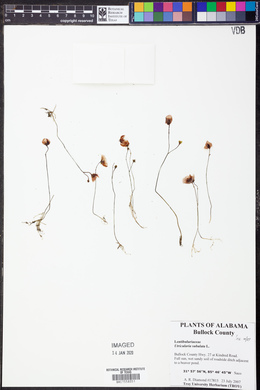 Utricularia subulata image