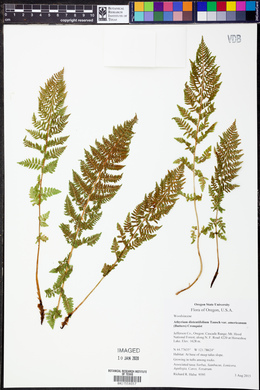 Athyrium distentifolium var. americanum image