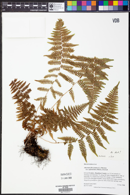 Athyrium filix-femina var. asplenioides image