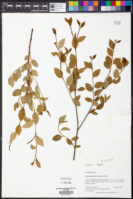 Ditrysinia fruticosa image