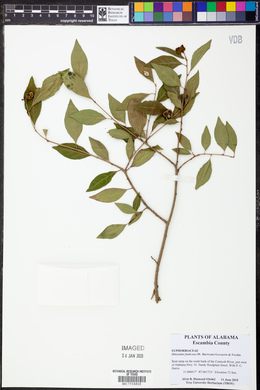 Ditrysinia fruticosa image