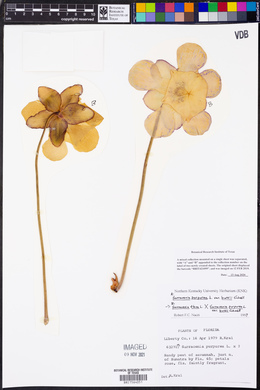 Sarracenia flava image