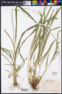 Diarrhena americana image
