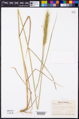 Elymus virginicus var. jejunus image