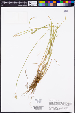 Carex longii image