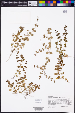 Hedyotis procumbens image