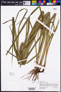 Carex gigantea image