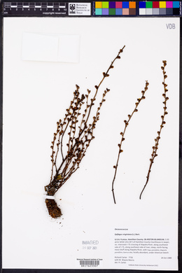 Epifagus virginiana image
