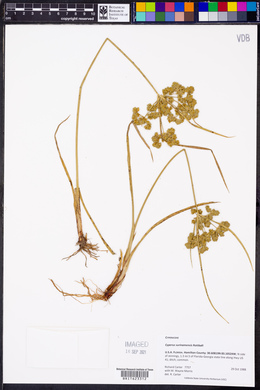 Cyperus surinamensis image