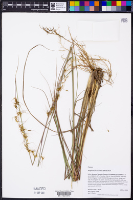 Sorghastrum secundum image