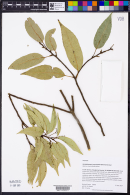 Quercus myrsinifolia image