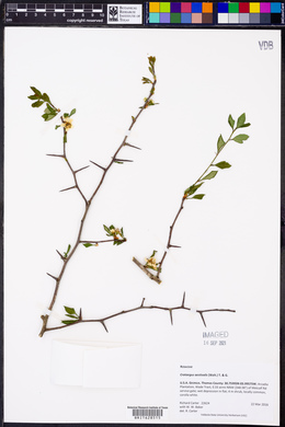 Crataegus aestivalis image