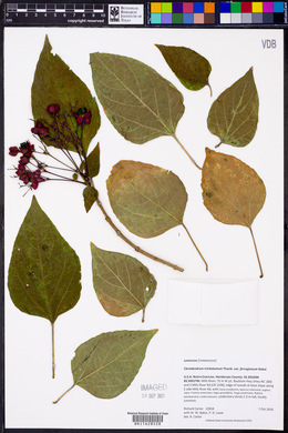 Clerodendrum trichotomum var. ferrugineum image