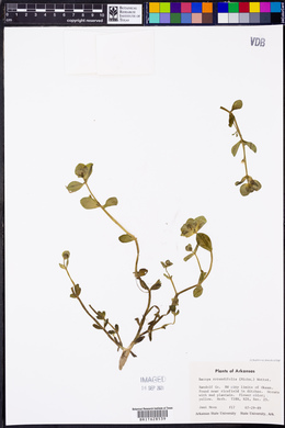 Bacopa rotundifolia image