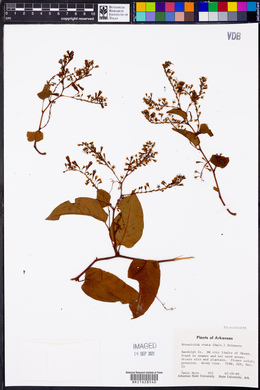 Brunnichia ovata image