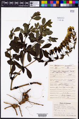 Baptisia bracteata var. leucophaea image