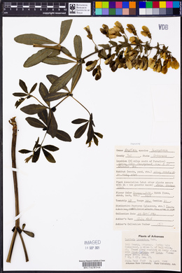 Baptisia bracteata image