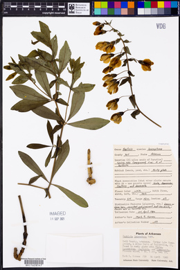Baptisia bracteata var. leucophaea image