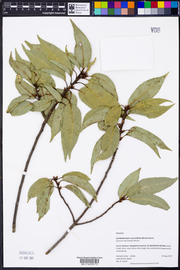 Quercus myrsinifolia image