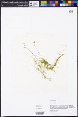 Utricularia gibba image