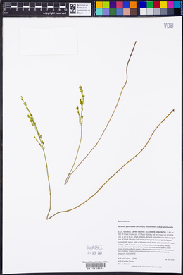 Bartonia paniculata image