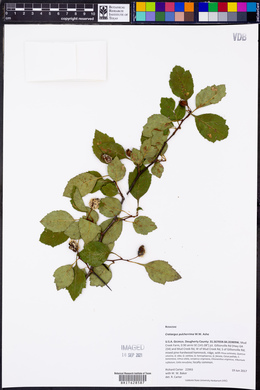 Crataegus pulcherrima image