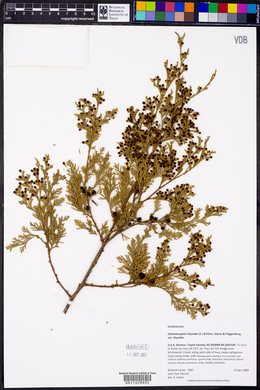 Chamaecyparis thyoides image