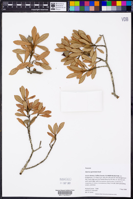 Quercus geminata image