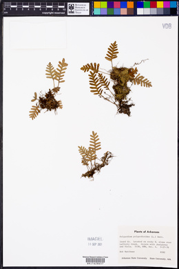 Polypodium polypodioides image