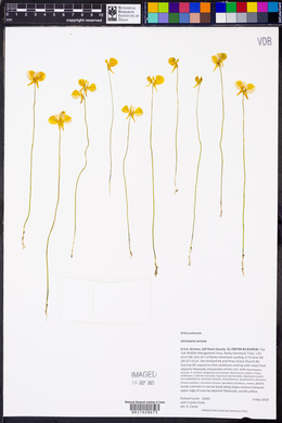 Utricularia cornuta image