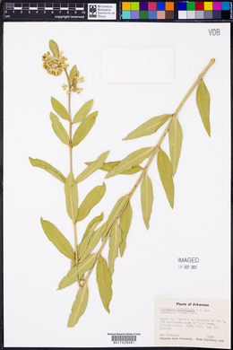 Asclepias viridiflora image