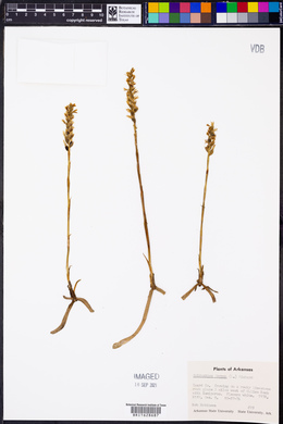 Spiranthes cernua image