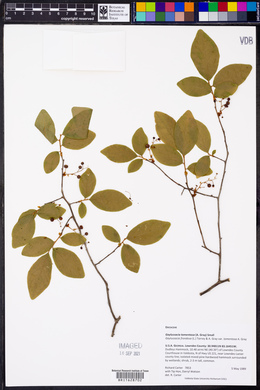 Gaylussacia tomentosa image
