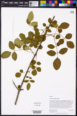 Fraxinus caroliniana image