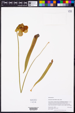 Sarracenia rubra image