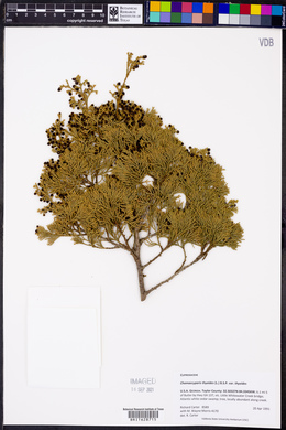 Chamaecyparis thyoides var. thyoides image