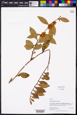 Lyonia lucida image