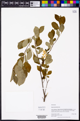 Styrax americanus image