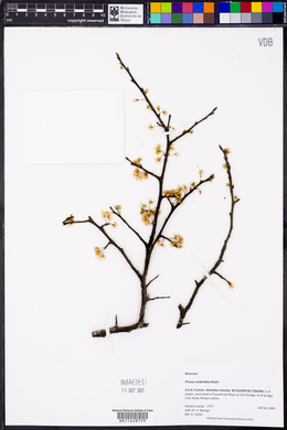 Prunus umbellata image