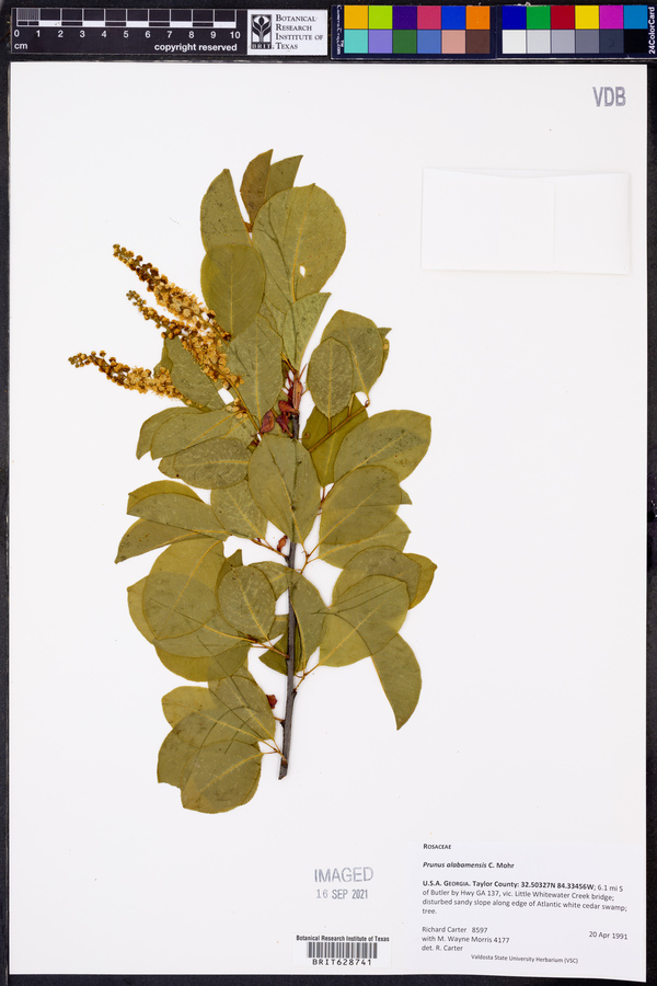 Prunus alabamensis image