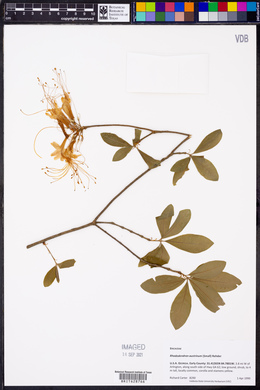 Rhododendron austrinum image