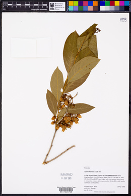 Lyonia mariana image